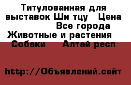 Титулованная для выставок Ши-тцу › Цена ­ 100 000 - Все города Животные и растения » Собаки   . Алтай респ.